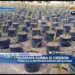 Budidaya Kurma Di Cirebon