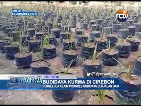 Budidaya Kurma Di Cirebon