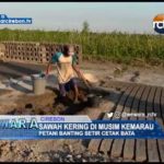 Sawah Kering Di Musim Kemarau