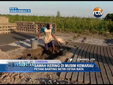 Sawah Kering Di Musim Kemarau