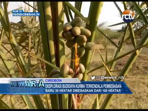 Eksplorasi Budidaya Kurma Terkendala Pembebasan