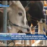 Sapi Limosin Jadi Buruan Hewan Kurban