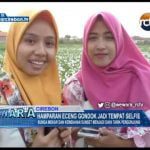 Hamparan Eceng Gondok Jadi Tempat Selfie, Bunga Mekar Dan Keindahan Sunset Menjadi Daya Tarik Pengunjung