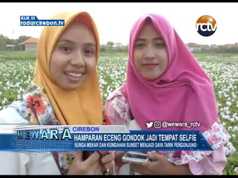 Hamparan Eceng Gondok Jadi Tempat Selfie, Bunga Mekar Dan Keindahan Sunset Menjadi Daya Tarik Pengunjung