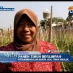 Panen Timun Berlimpah