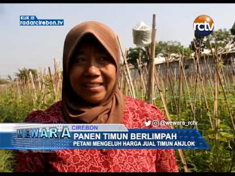 Panen Timun Berlimpah