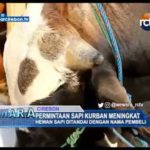 Permintaan Sapi Kurban Meningkat