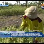 Panen Raya Bunga Salasih Jelang Lebaran