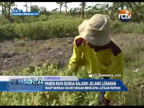 Panen Raya Bunga Salasih Jelang Lebaran