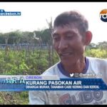 Kurang Pasokan Air, Tanaman Cabe Kering Dan Kerdil