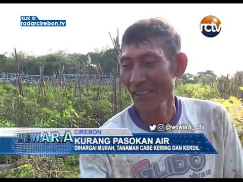 Kurang Pasokan Air, Tanaman Cabe Kering Dan Kerdil