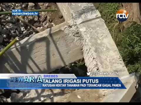 Talang Irigasi Putus, Ratusan Hektar Tanaman Padi Terancam Gagal Panen