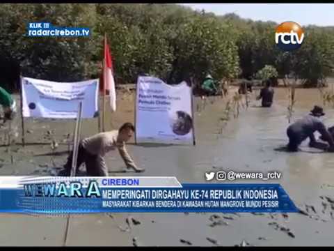 Masyarakat Kibarkan Bendera Di Kawasan Hutan Mangrove Mundu Pesisir