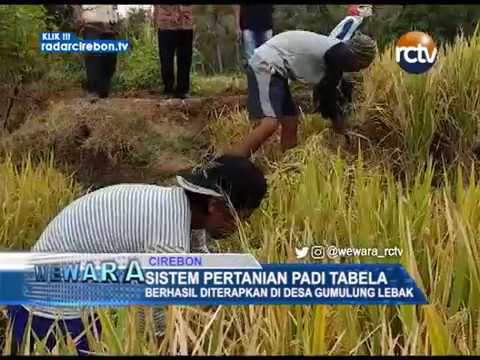 Sistem Pertanian Padi Tabela