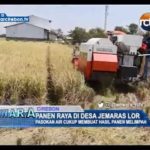 Panen Raya Di Desa Jemaras Lor