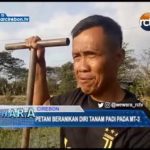 Petani Beranikan Diri Tanam Padi Pada MT-3