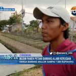 Musim Panen Bawang Merah, Sejumlah Petani Keluhkan Harga Yang Anjlok