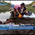 Dampak Kemarau Mulai Terasa Di Desa Ciledug Wetan