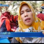 Kampung Produktif Season Dua Desa Cupang