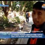 20 Persen Pohon Kawasan Bima Rapuh