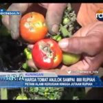 Harga Tomat Anjlok Sampai 800 Rupiah