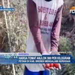 Harga Tomat Anjlok 500 Per Kilogram