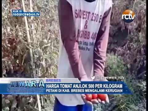 Harga Tomat Anjlok 500 Per Kilogram
