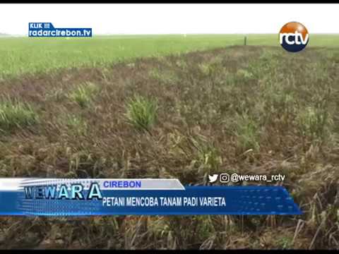 Petani Mencoba Tanam Padi Varietas Black Madras