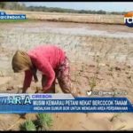 Musim Kemarau Petani Nekat Bercocok Tanam