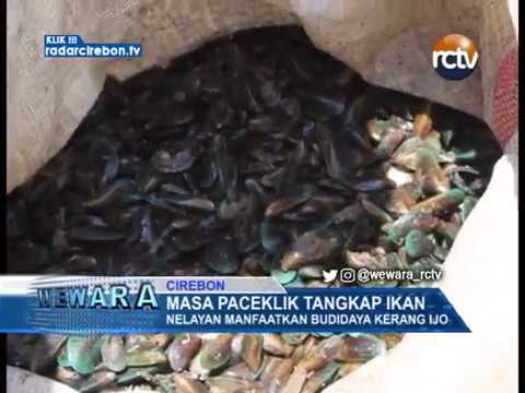 Masa Paceklik Tangkap Ikan Nelayan Manfaatkan Budidaya Kerang Ijo