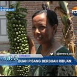 Buah Pisang Berbuah Ribuan