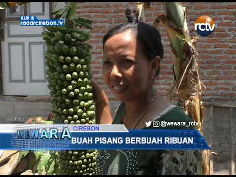 Buah Pisang Berbuah Ribuan Buah Pisang Berbuah Ribuan