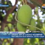 Krisis Air Di Cadas Ngampar, Pertumbuhan Buah Mangga Justru Subur