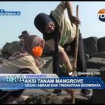 Aksi Tanam Mangrove, Cegah Abrasi Dan Tingkatkan Ekowisata