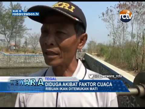 Ribuan Ikan Ditemukan Mati