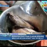 Pasokan Ikan Segar Di Pasar Celancang Berkurang
