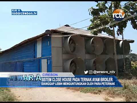 Sistem Close House Pada Ternak Ayam Broiler