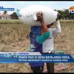 Panen Padi Di Desa Bayalangu Kidul