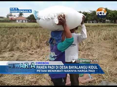 Panen Padi Di Desa Bayalangu Kidul