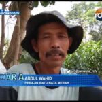 Pengrajin Batu Bata Merah Raup Untung