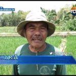 Dampak Kemarau Sebagian Lahan Pertanian Tidak Digarap