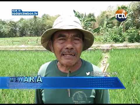 Dampak Kemarau Sebagian Lahan Pertanian Tidak Digarap