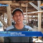 Pengembangan Dan Penggemukan Sapi Meningkat