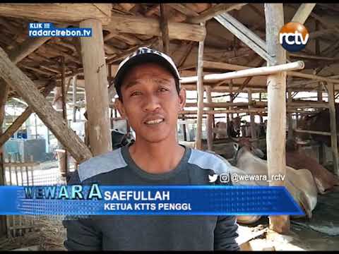Pengembangan Dan Penggemukan Sapi Meningkat