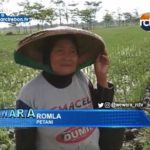 Petani Di Desa Kedongdong Keluhkan Musim Kemarau