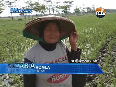 Petani Di Desa Kedongdong Keluhkan Musim Kemarau