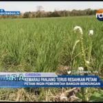 Kemarau Panjang Terus Resahkan Petani