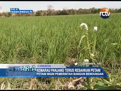 Kemarau Panjang Terus Resahkan Petani