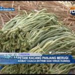 Petani Kacang Panjang Merugi