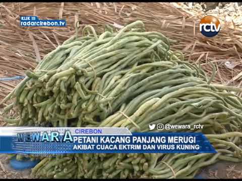 Petani Kacang Panjang Merugi